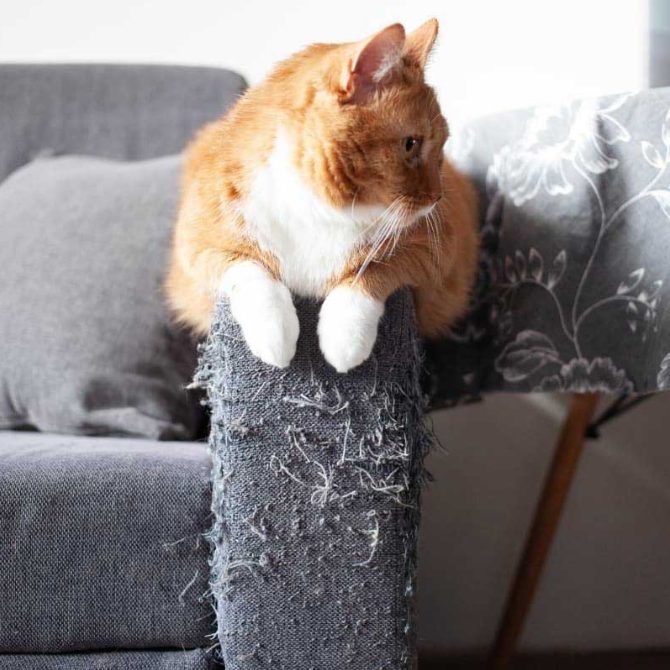 Cat scratching leather sofa best sale