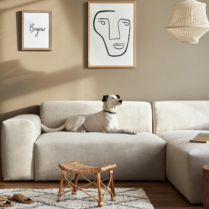 8 Effective Ways to Get Pet Smell Out of a Couch COZY Living