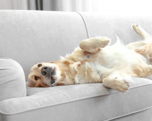 Tips For Protect Furniture From Pets