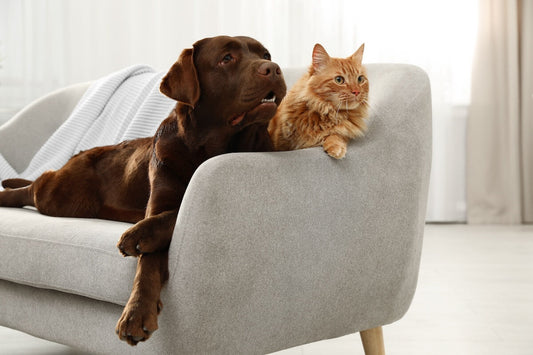 How to Choose Pet-Friendly Furniture Without Sacrificing Style