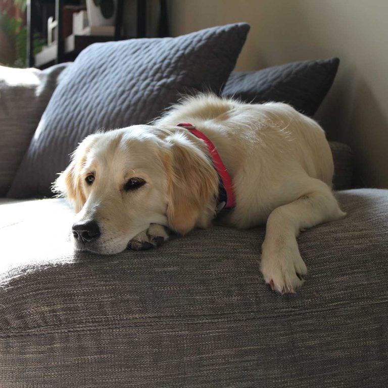 10 Easy Ways To Remove Pet Hair From Sofa COZY Living