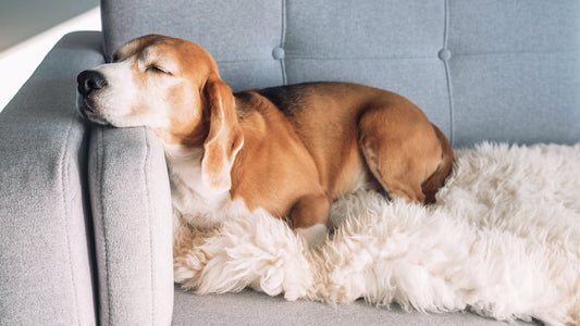 Selecting a Recliner Sofa for Pet Owners